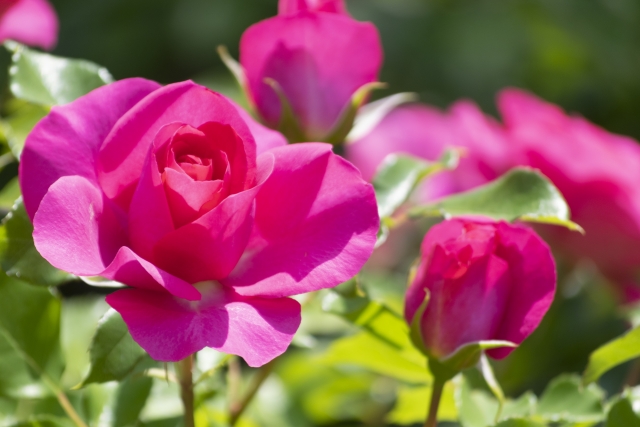 株式会社ジャストライト／浪岡 智／おすすめレジャー情報１７４ ／～鹿児島　かのやばら園～